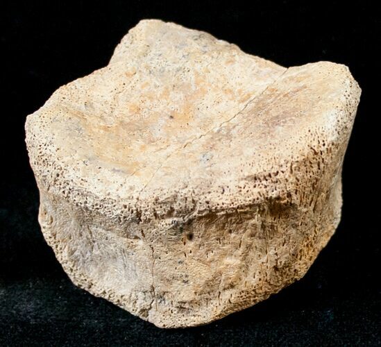 Bargain Dinosaur Bone - Hadrosaur Toe Bone #14006